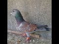 اسماء وصور الحمام الشامي من التراث الدمشقي 