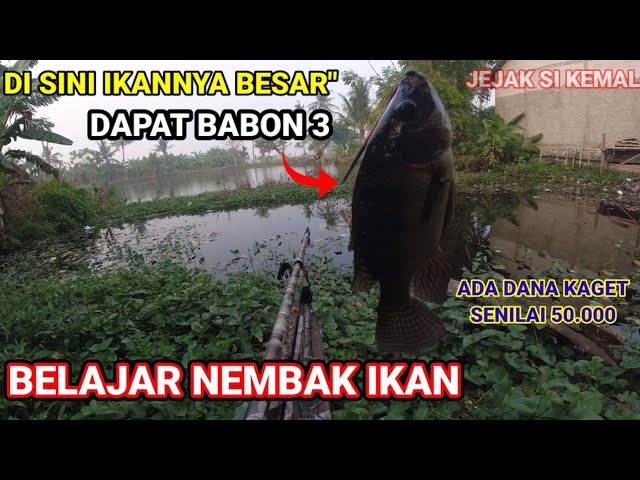 Belajar Nembak Ikan Langsung Dapat Babon Part 1 class=