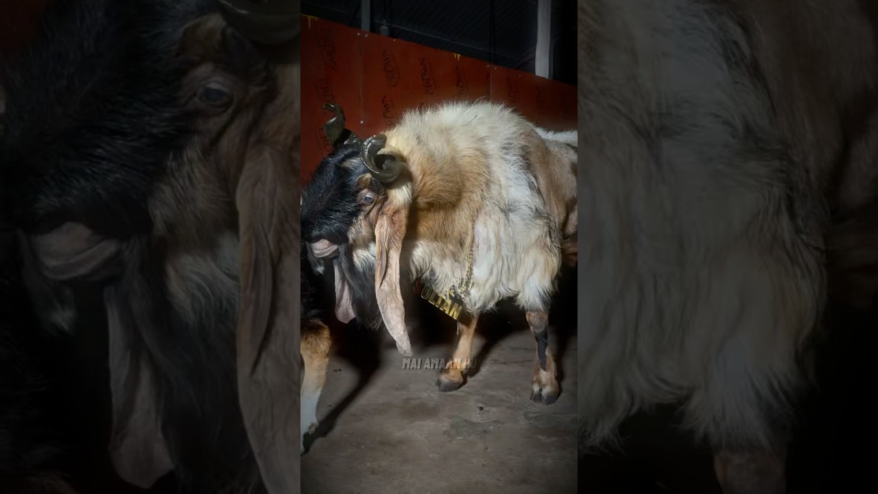 LAUNCHING SULTAN-BIGGEST KOTA at YK Goats Mahapoli 🥵🥶 