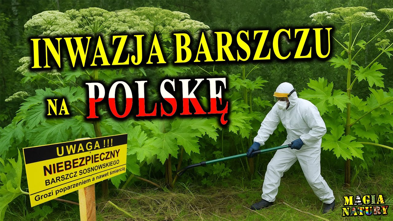 Parzy, Wypiera, Zabija! - BARSZCZ Sosnowskiego - Inwazyjna Roślina Gigant