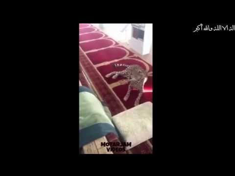 فهد يفاجأ المصلين في مسجد النغيمشي ببريدة