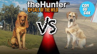 เปรียบเทียบ Bloodhound กับ Labrador ในการเล่น theHunter Call of the Wild