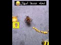 نحلة عندهاسهال هههههههههههه 