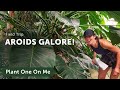 LARGEST AROID Collection in US Greenhouse Tour: Philodendrons, Monstera, and More: Part 2 — Ep. 262