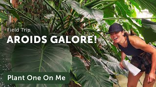 LARGEST AROID Collection in US Greenhouse Tour: Philodendrons, Monstera, and More: Part 2 — Ep. 262