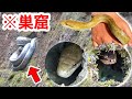 山でヘビを探してたらヘビだらけの石垣を発見しました！