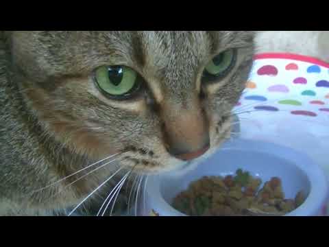 猫がカリカリを食べる音（ASMR）
