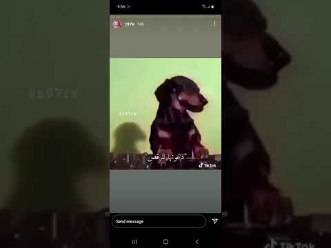 طيز كلب كلها خرا و برقص على كندره