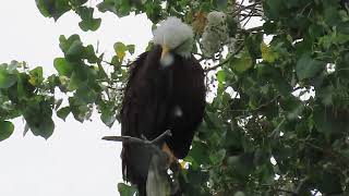 Redding Eagles~Handsome Guardian on Family Tree