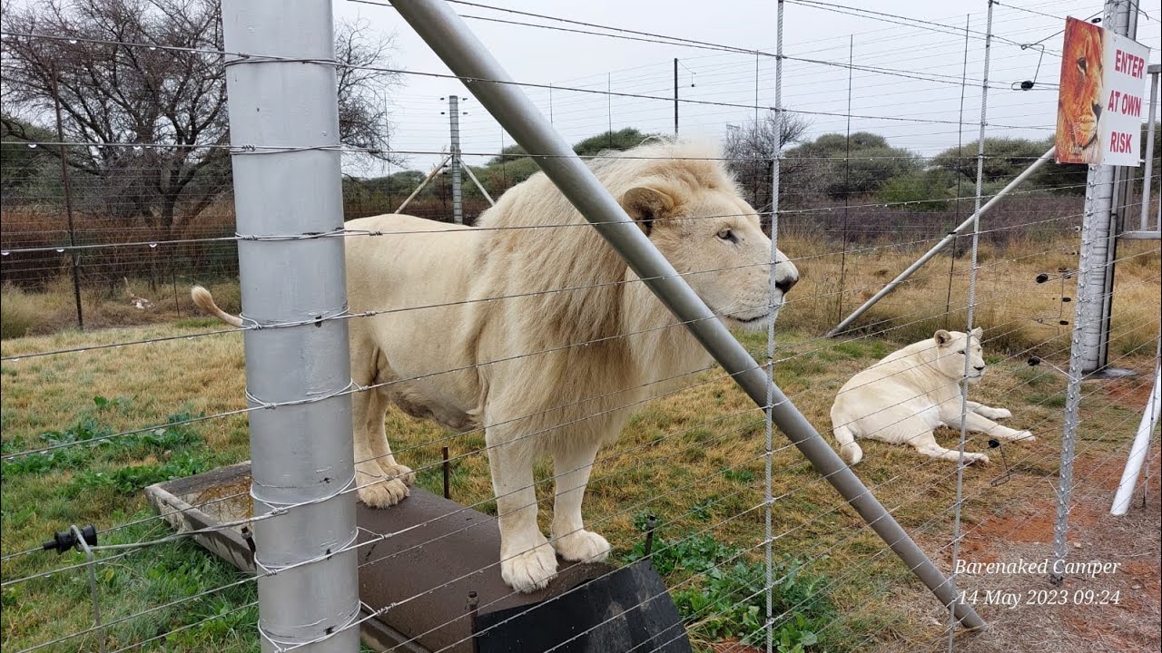 Эпизод 30: Еще больше красивых белых и коричневых львов в Kandirri Game Lodge / www.patreon.com/b...