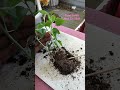 New (to Me) Way to Transplant Pepper Seedlings--Teasing Apart the Roots