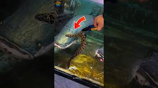 Electric Eel vs. Arapaima: A Shocking Encounter 😲 #shortsfeed #electriceel #fishing #arapaima #wi...