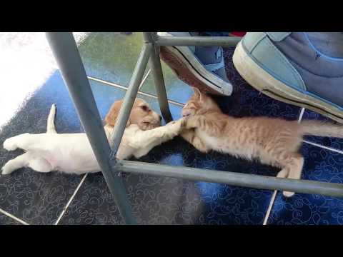 Cat and Dog Friendship - GIF - VINE Video (Kedi Köpek Dostluğu gif ve vine için video)