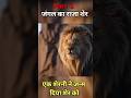 जंगल का बेस्ट राजा 😱 | PR World4MovieS #shortvideo #lions