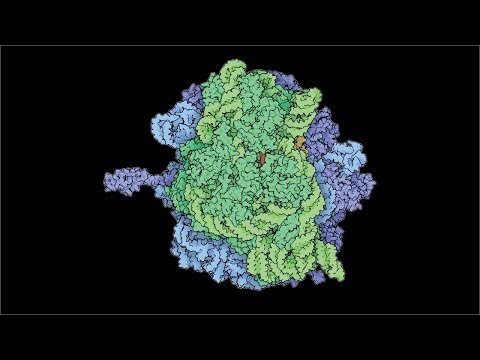 Video: Waarom wordt het autokatalytisch genoemd?