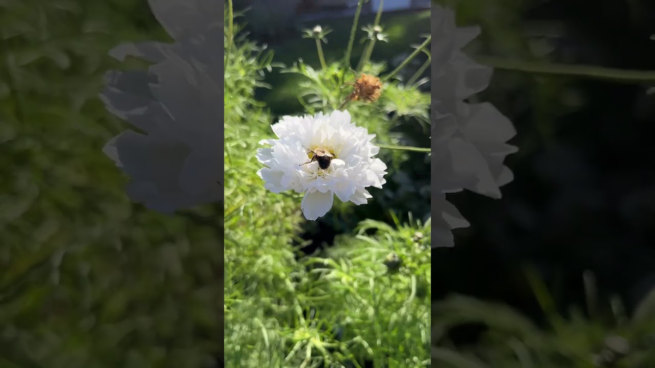 Bumblebee loves double click cosmos