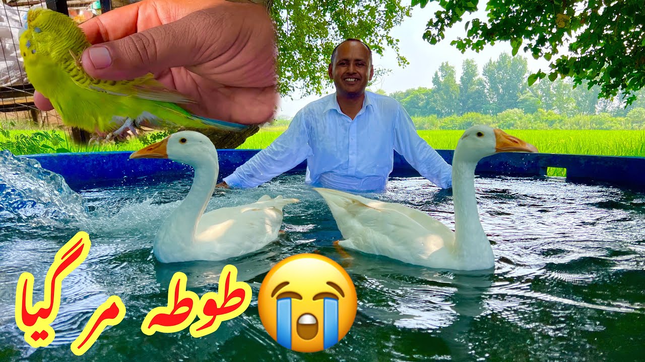 New House For Birds | New Pool For Duck’s | Mubashir Saddique | Village Food Secrets