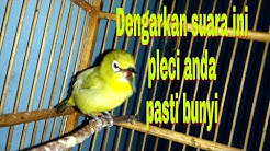 Pleci birahi - Durasi: 2:43. Pleci birahi - Durasi: 2:43.