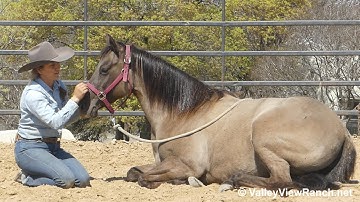 Shining C Cruisindun - laying down and playing with the ball! - ValleyViewRanch.net
