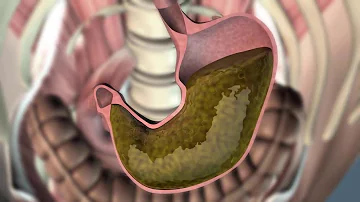 Quel organe après l'estomac ?