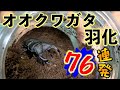 2年間で羽化してきた日本No.1のクワガタの映像をまとめてみた