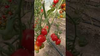 الطماطم الشيري بعد تلون الثمار