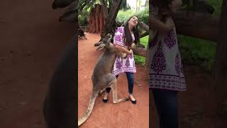 Kangaroo Hops With Woman, Then Clings to Her, Not Letting Go