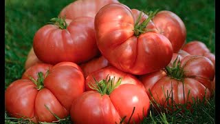 Высаживаем помидоры по методу 80 годов на троекратный урожай!