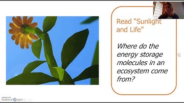 Matter and Energy in Ecosystems Lesson 2 Part 1