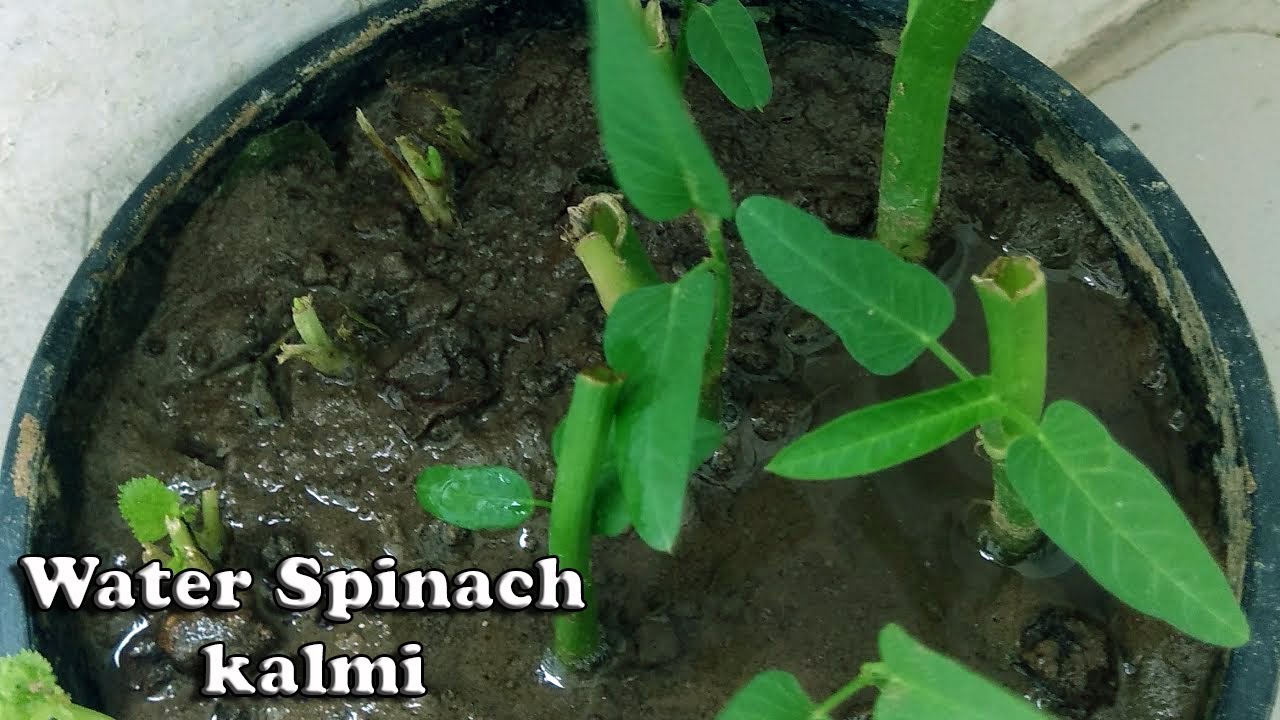 Chinese Water spinach / kalmi saag / Grow Water Spinach easily at home