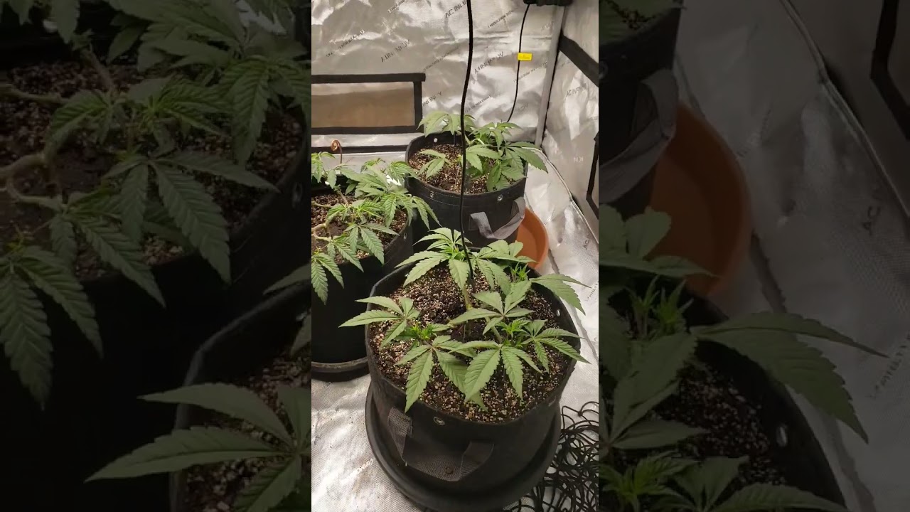 Granny Candy 🍬 end week 5...Flip to flower...12/12...more training and week 6 nutrient feeding today