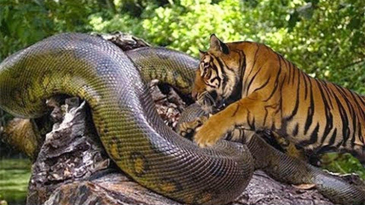 Trapped by a giant anaconda tiger! Real fights Most Wild Animal Battles ...