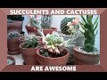 Succulents and Cactuses are awesome!