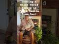 Growing a Giant World Record 5 Pound Tomato
