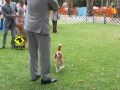 "Perros en accin" Kennel Club de Chile