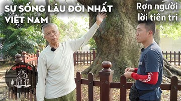 Rùng mình lời sấm Cây dã hương già nhất thế giới ở Bắc Giang