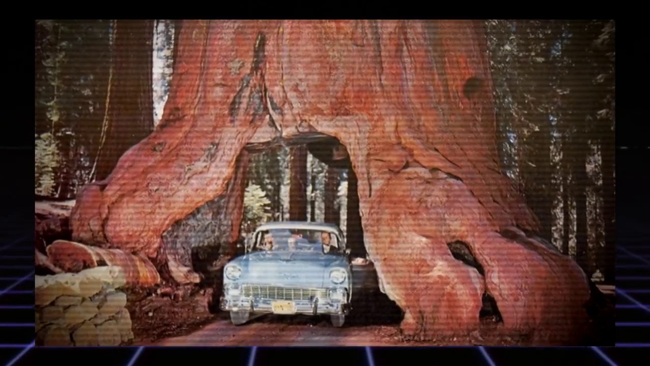 Спилил огромное дерево. Спиленная Секвойя 1892. Секвойя дерево спил. Гигантская Секвойя Йосемити. Парк Йосемити секвойи.
