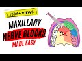 Maxillary Nerve Block | Areas Anesthetized