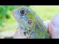 Coral glow iguana(red hypo).....and other cool iguanas