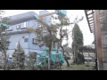 庭木の伐採