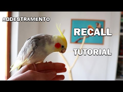 Video: Come Insegnare A Parlare A Un Cockatiel