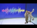 Octopus Hearing Test - Can Octopuses Hear or Are They Deaf?