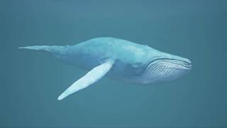 Unity Asset Store Pack - Sea Creature Pack (Download link below)