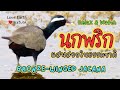 นกพริกเดินท่องน้ำหาอาหาร ดูเพลิน ผ่อนคลายไปกับธรรมชาติ