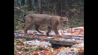 2019 Bridge COMPLETE ++ MAINE WOODS