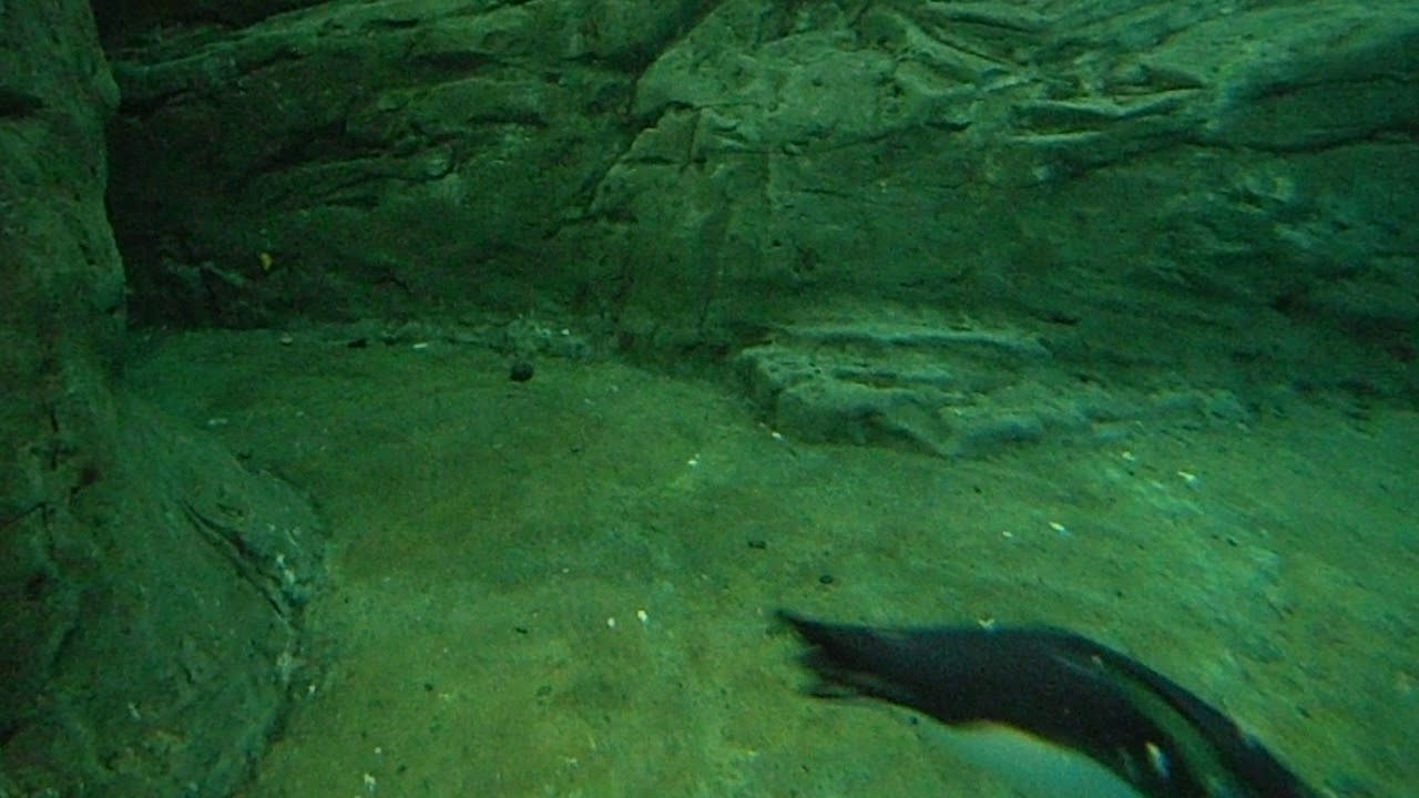 Pingüino mararoni: Eudyptes chrysolophus