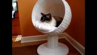 Ragdoll Cat Reviews Modern Cat Bed by The Refined Feline