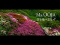 4Kふるさとスケッチ+「Ms. OOJA 空も飛べるはず ~風薫る三隅神社~」