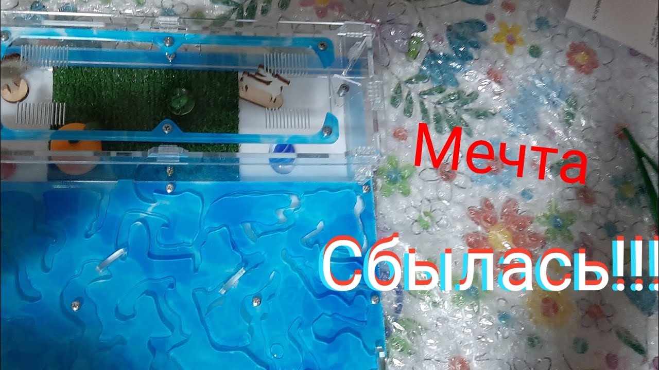 Мечта сбылась!!! МУРАВЬИНАЯ ФЕРМА!!!!!! - YouTube