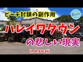 【ビーチ封鎖の影響大】ハレイワタウンの悲しい現実【パタゴニアは営業再開】